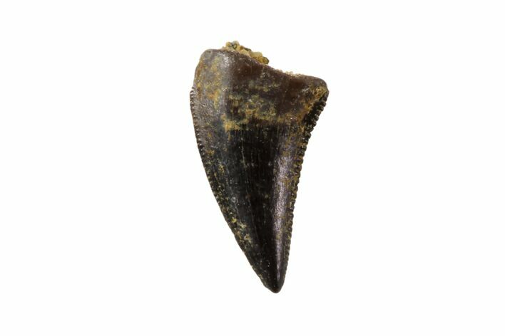 Raptor Tooth (Acheroraptor?) - South Dakota #82144